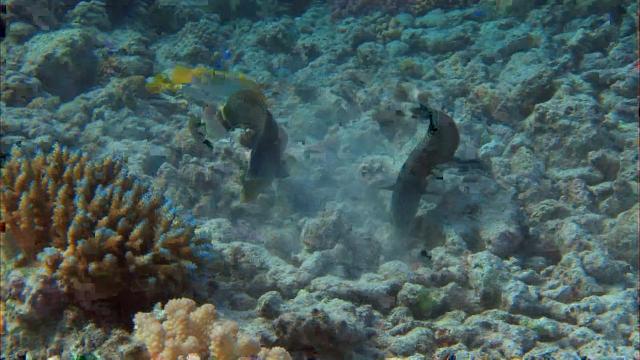 赤道系列:丰富的珊瑚礁/深海迷宫 Discovery.Channel.Equator.Reefs.of.Riches.2009.1080p.BluRay.x264-aAF 3.28GB-7.png
