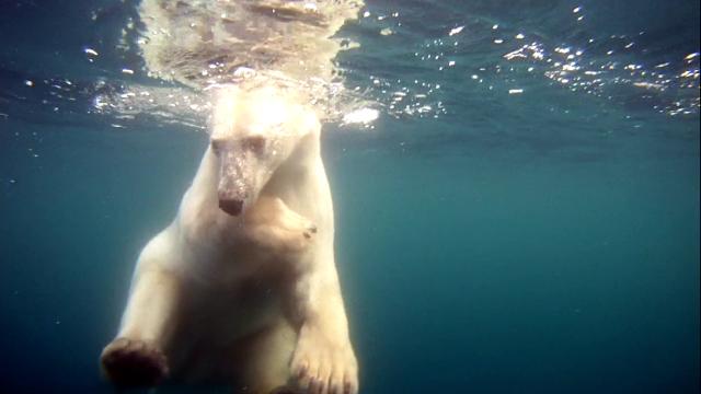 北极熊:一个炎天的奥德赛 Polar.Bears.A.Summer.Odysseys.2012.1080p.BluRay.x264-NORDiCHD 4.37GB-3.png