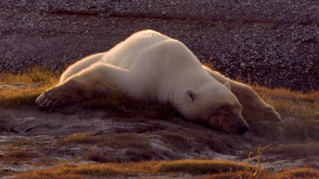 北极熊:一个炎天的奥德赛 Polar.Bears.A.Summer.Odysseys.2012.1080p.BluRay.x264-NORDiCHD 4.37GB-5.png