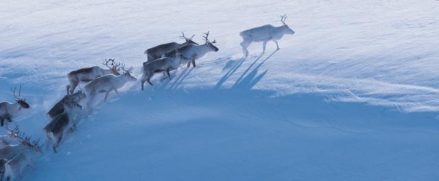 艾洛:拉普兰的奥德赛 A.Reindeers.Journey.2018.DUBBED.1080p.WEB-DL.DD5.1.H264-FGT 2.90GB-2.png