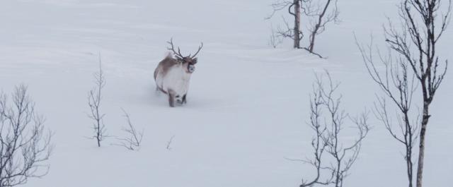 艾洛:拉普兰的奥德赛 A.Reindeers.Journey.2018.DUBBED.1080p.WEB-DL.DD5.1.H264-FGT 2.90GB-3.png