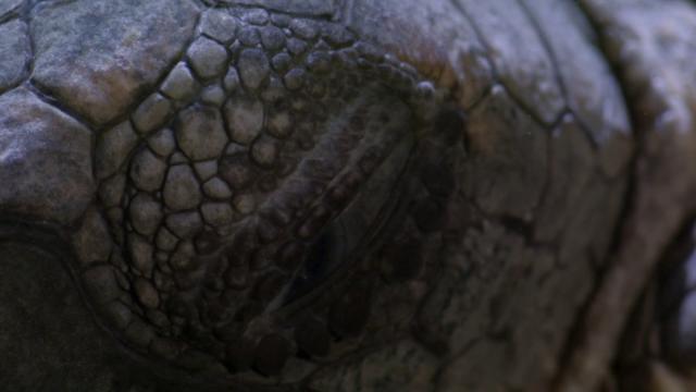 海龟奇妙之旅/在海里翱翔 Turtle.The.Incredible.Journey.2009.1080p.BluRay.x264.DTS-HDC 6.56GB-4.png