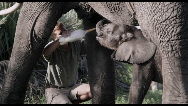 纳勒迪:一只小象的故事/小象的故事 Naledi.A.Baby.Elephants.Tale.2016.1080p.NF.WEBRip.DDP2.0.x264-SiGMA 3.95GB-6.png