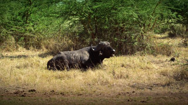 塞伦盖蒂:自然界最壮观的旅程 Serengeti.Natures.Greatest.Journey.2015.1080p.BluRay.x264-SADPANDA 6.56GB-3.png
