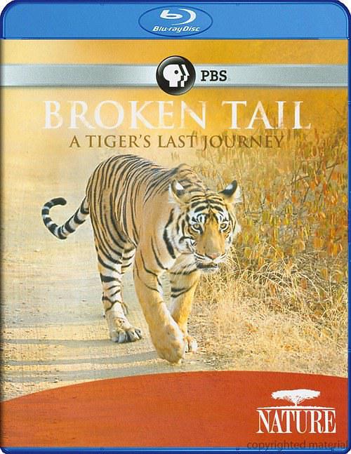 山君“断尾”的最初旅程 Nature.Broken.Tail.A.Tigers.Last.Journey.2011.1080p.BluRay.x264-SADPANDA 3.28GB-1.png