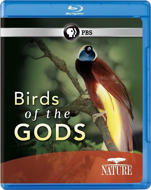 天堂鸟 Nature.Birds.of.the.Gods.2011.1080p.BluRay.x264-SADPANDA 3.28GB-1.png