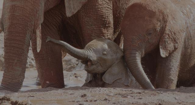 大象女王 The.Elephant.Queen.2019.HDR.2160p.WEB.h265-NiXON 16.52GB-2.png