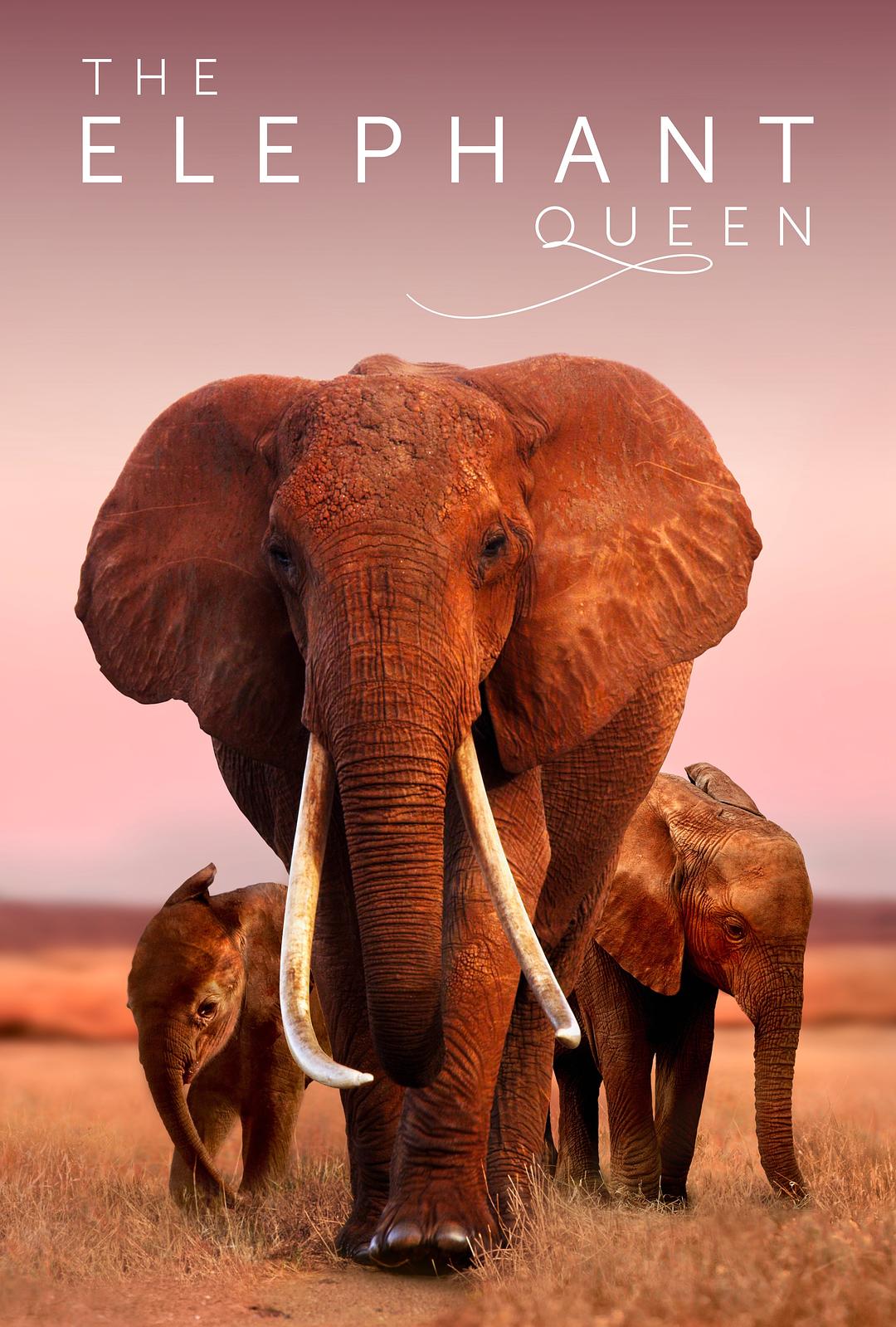 大象女王 The.Elephant.Queen.2019.2160p.WEB.h265-NiXON 14.25GB-1.png