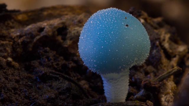 奇异的真菌 Fantastic.Fungi.2019.1080p.WEBRip.x264-RARBG 1.53GB-2.png